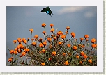 Pokhara - Una mariposa