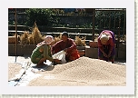 Bhaktapur - Recogiendo el arroz en Bolachha Tole