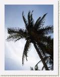 Acapulco - Una palmera en Punta Diamante