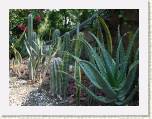 Mexico DF - Cactus en el Cerrito de Guadalupe
